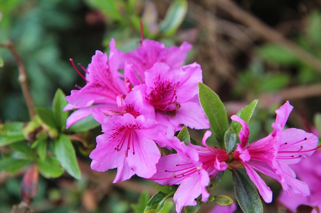 Azalea -- a classic flowering bush for the South
