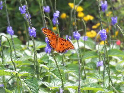 Blue Porterweed is a flowering shrub loved by bees and butterflies