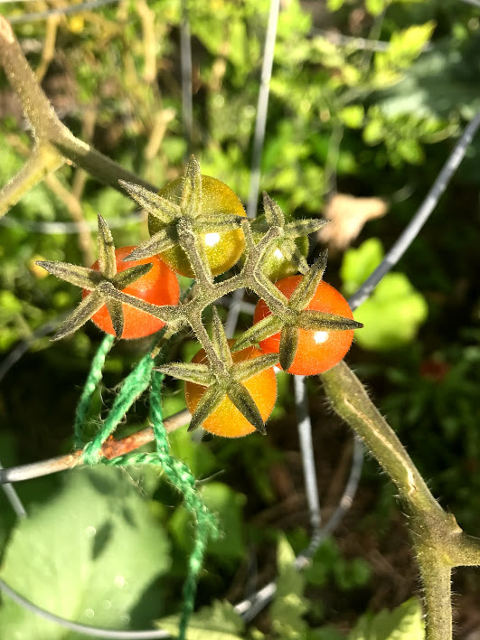 Growing tomatoes in Florida is easy if you pick the right varieties, like Everglades.