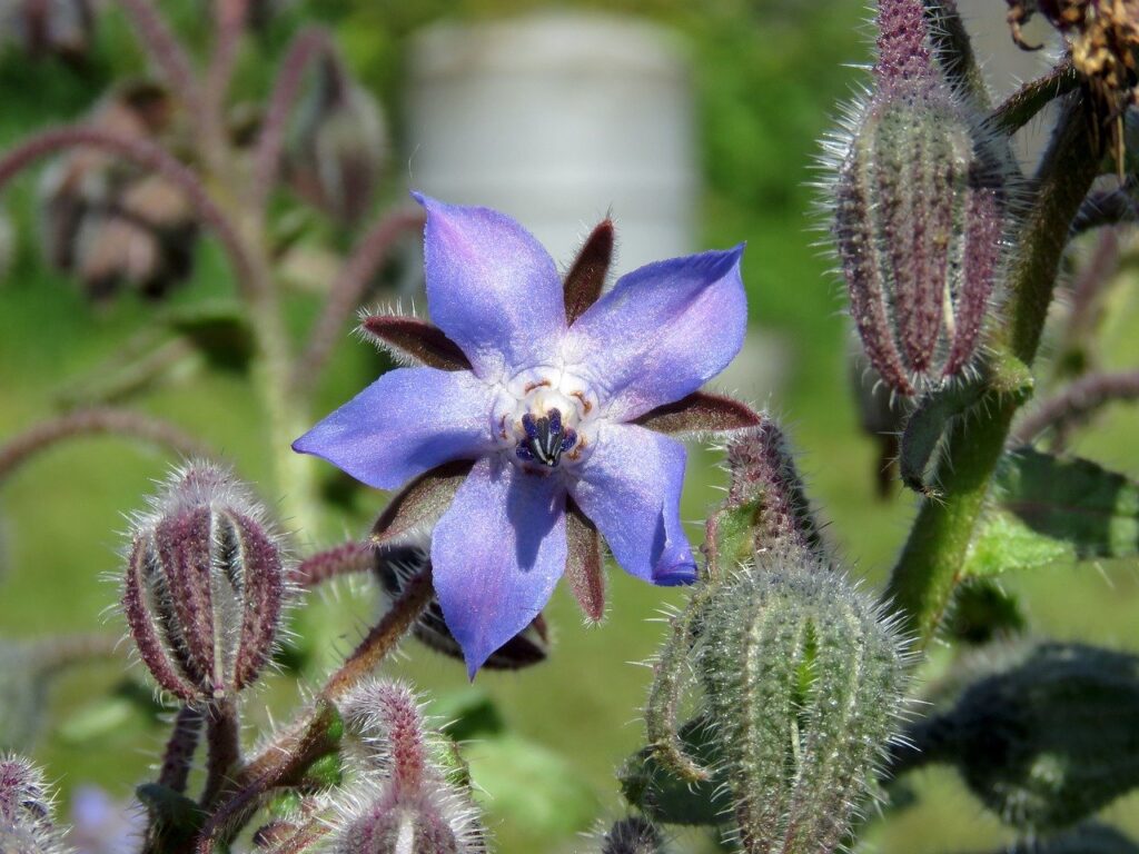 borage flower for bee garden