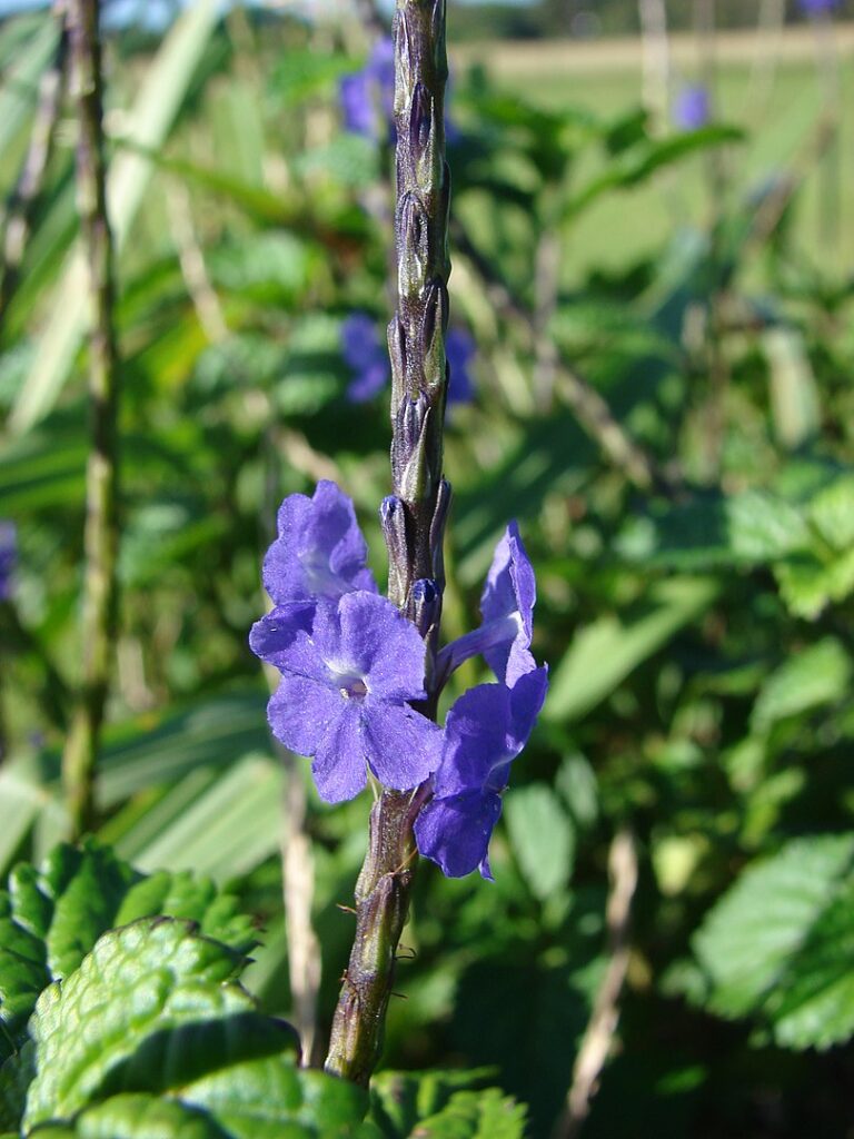 Non-native porterweed