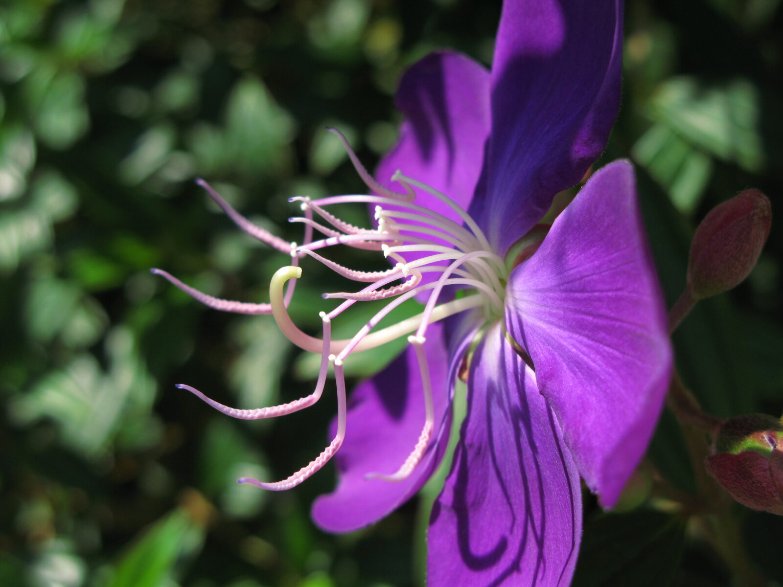 Flowering bushes for the south