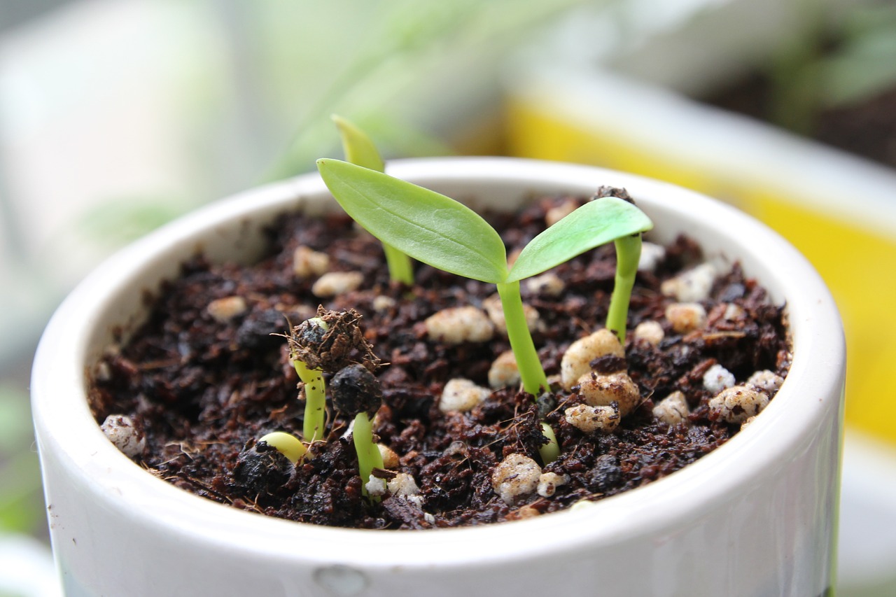 vegetable container gardening