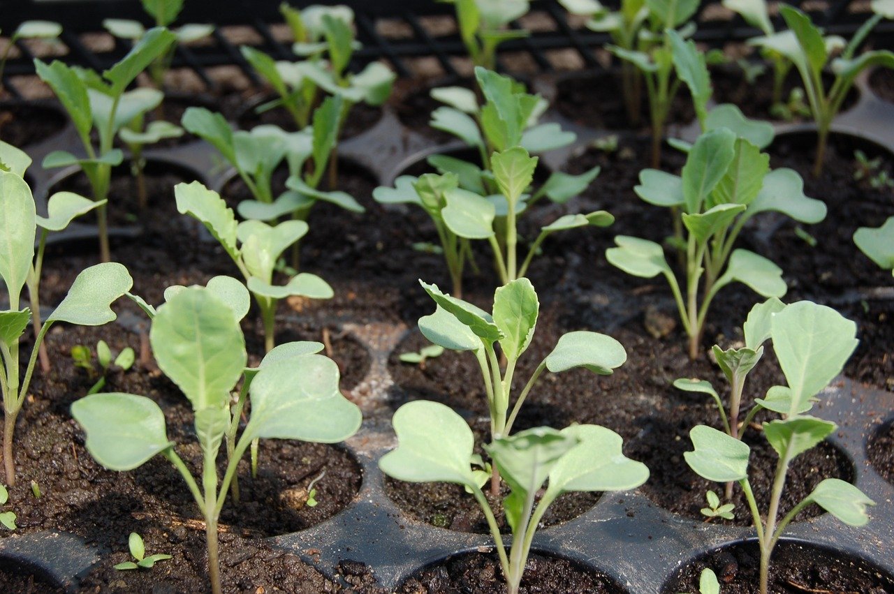 seed trays with seedlings