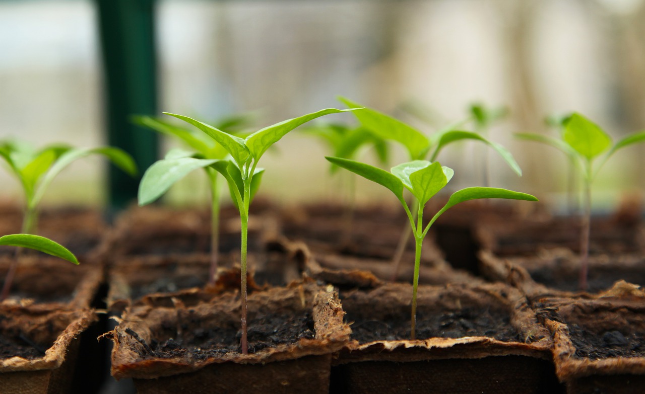 soil blocking