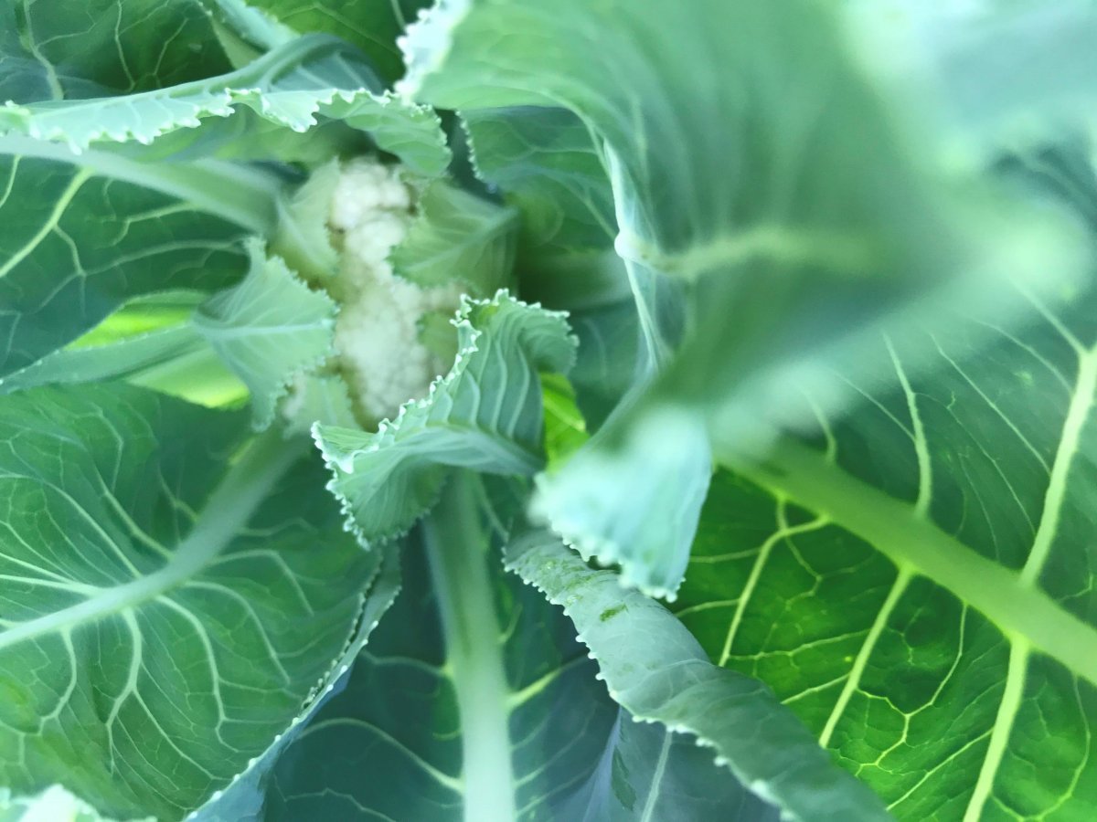 fall gardening means cool season brassicas like cauliflower