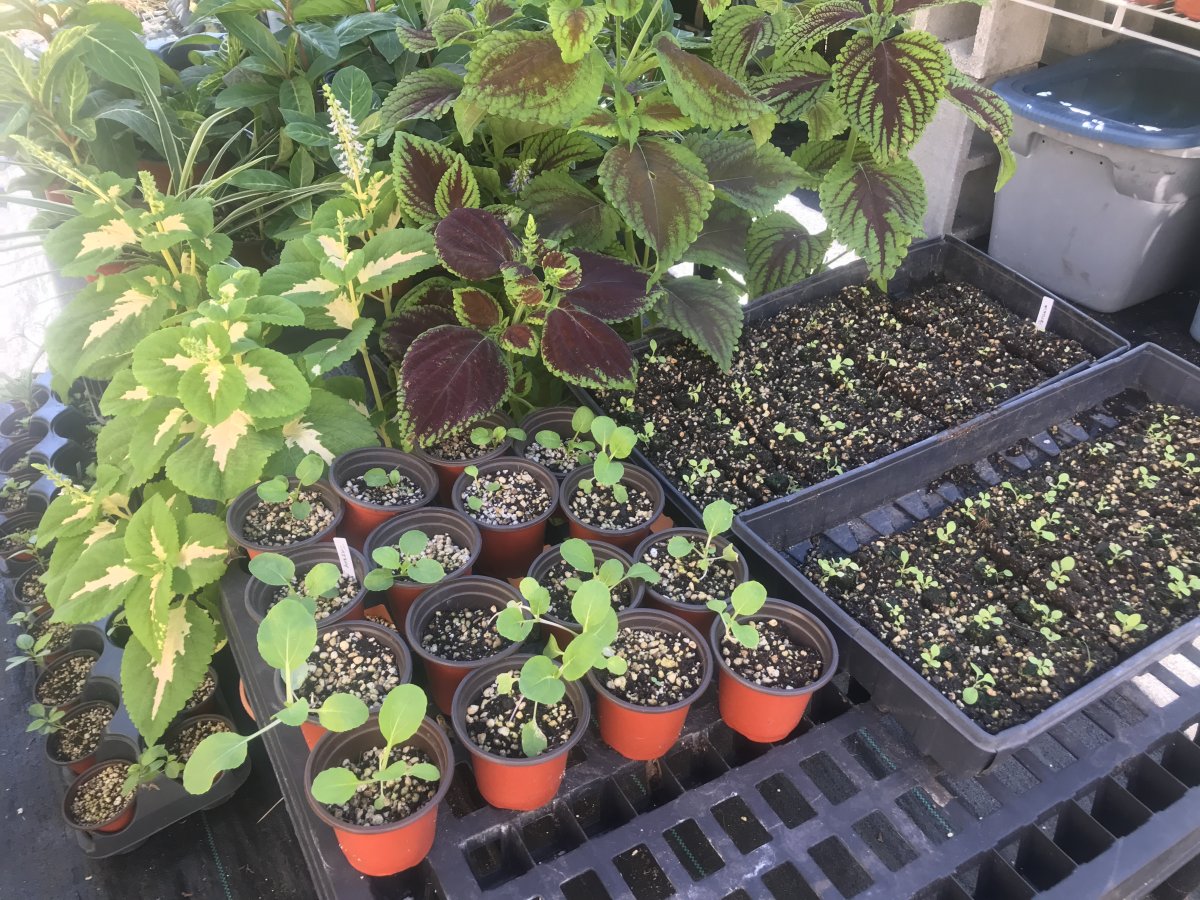 what to plant in october
