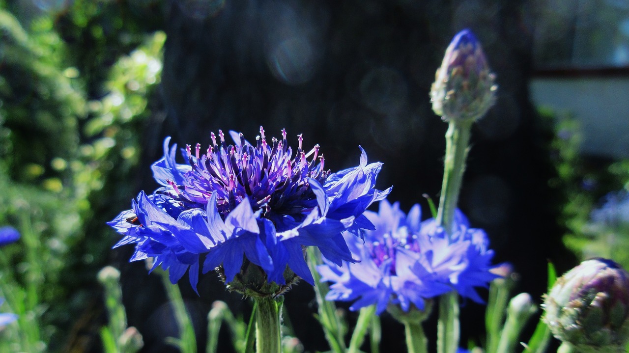 'Choice Mix' Bachelor's Buttons Seeds, Centaurea cyanus - Image 3