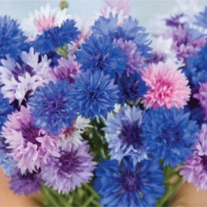'Choice Mix' Bachelor's Buttons Seeds, Centaurea cyanus