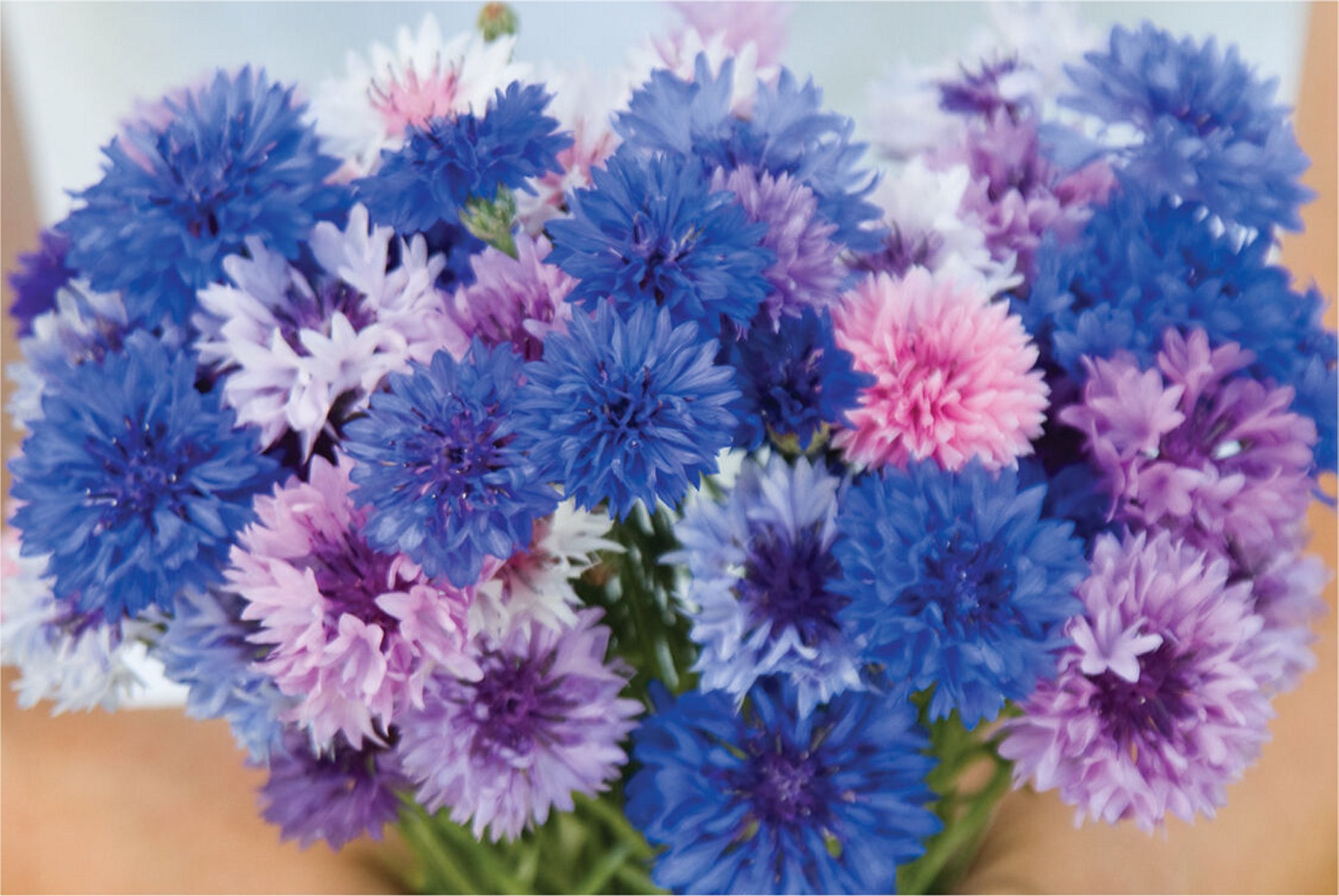 'Choice Mix' Bachelor's Buttons Seeds, Centaurea cyanus
