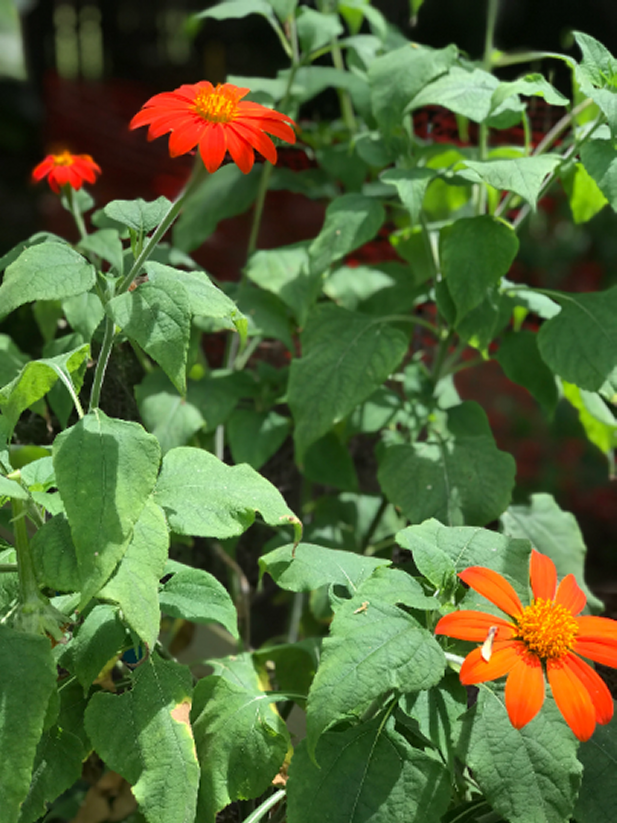 Mexican Sunflower Seeds, Tithonia Rotundifolia - Image 3