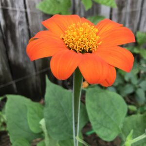 Mexican sunflower