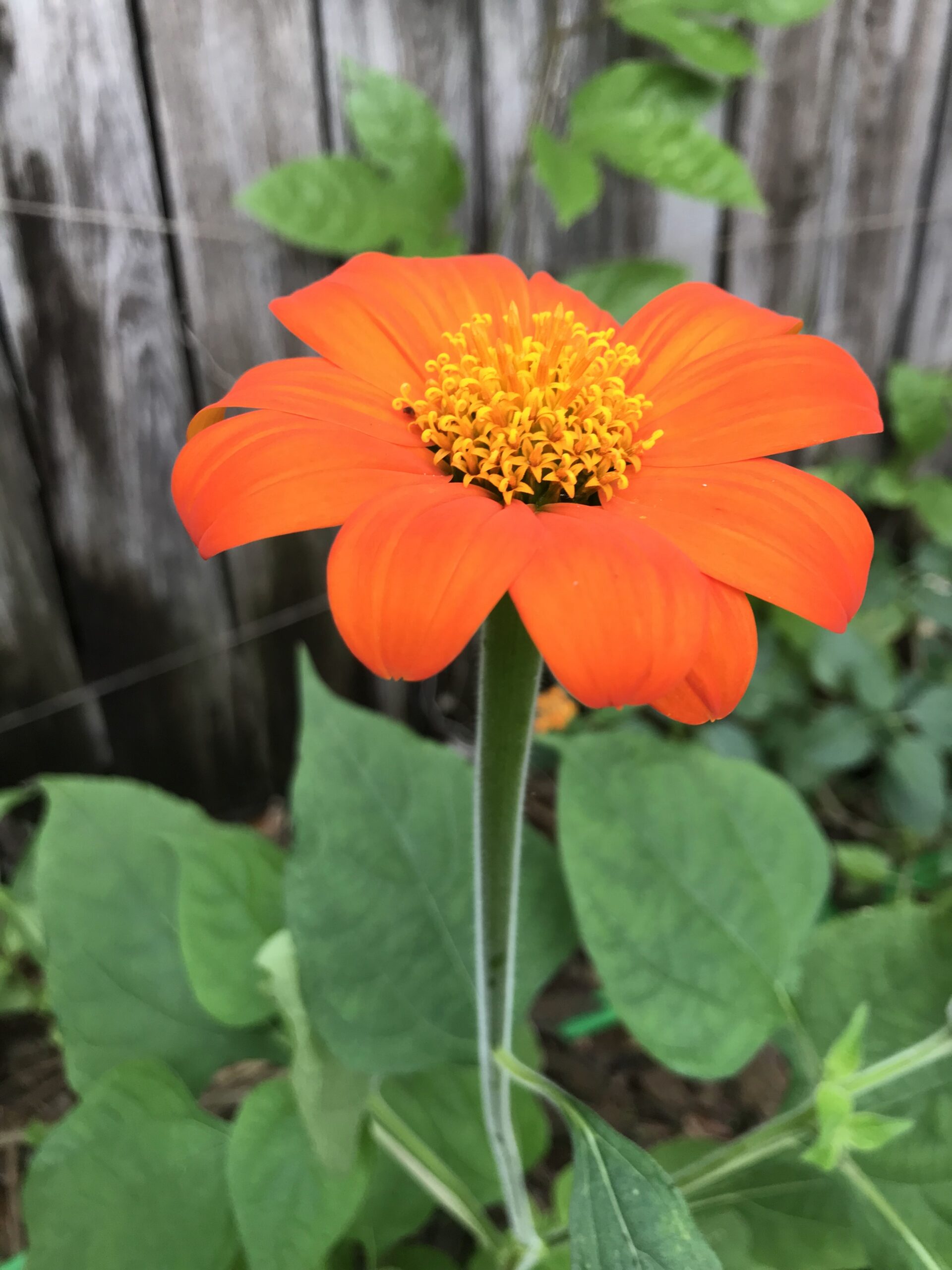 Mexican sunflower