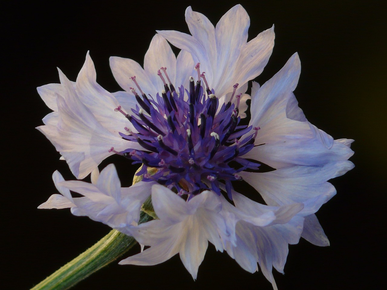 'Choice Mix' Bachelor's Buttons Seeds, Centaurea cyanus - Image 4