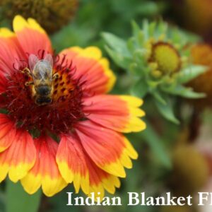Indian Blanket Flower Seeds, Gaillardia pulchella