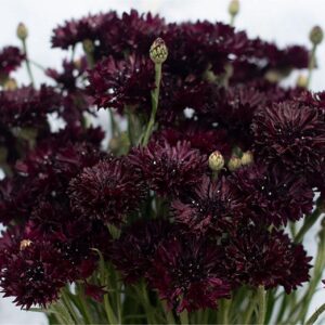 'Black Button' Bachelor's Buttons Seeds/ Centaurea cyanus