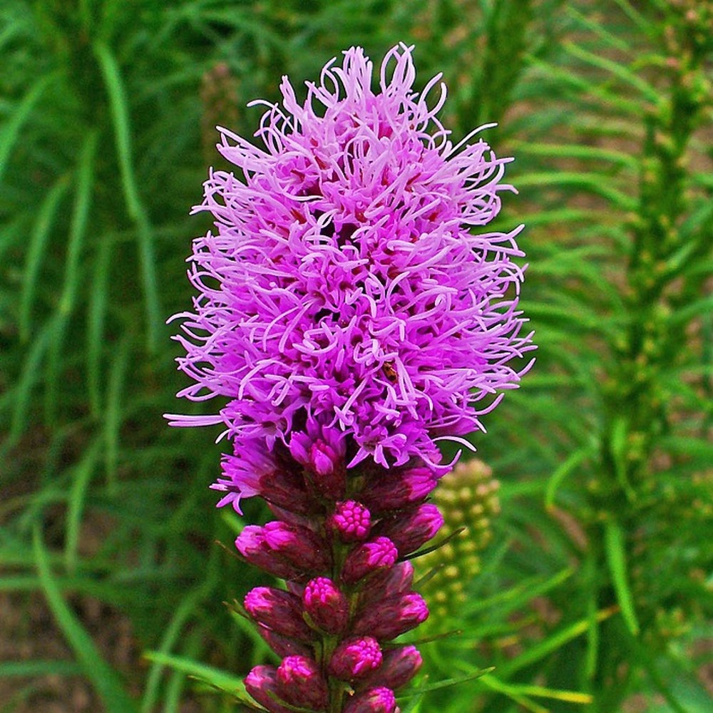 Blazing Stars / Gayfeather, Liatris spicata - Image 5