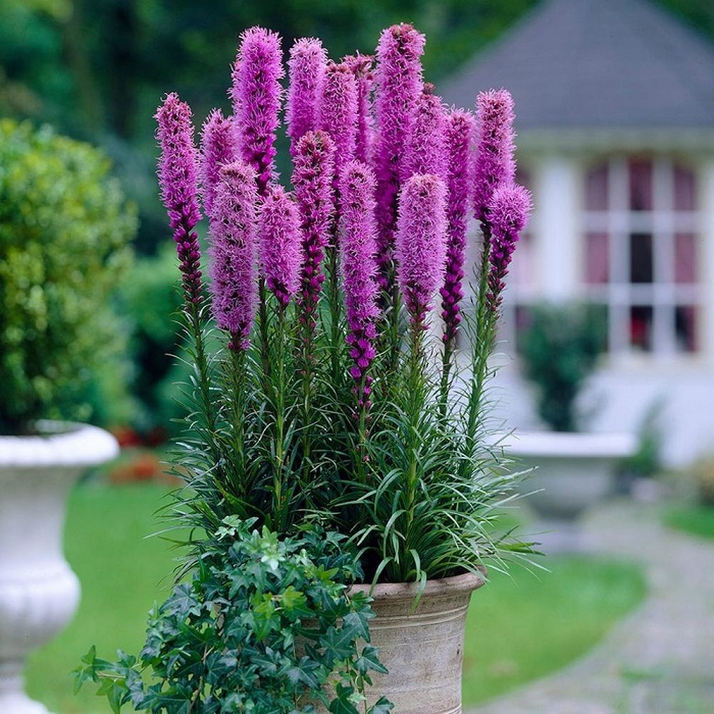 Blazing Stars / Gayfeather, Liatris spicata - Image 2