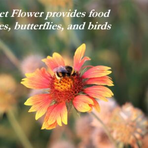Blanket Flower Seeds, Gaillardia aristate