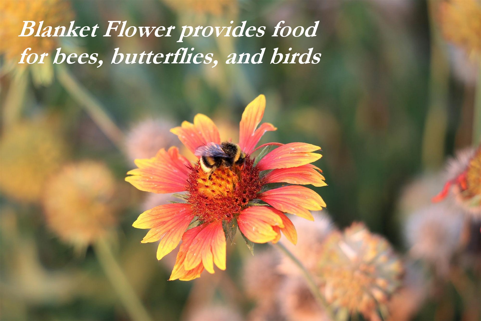 Blanket Flower Seeds, Gaillardia aristate