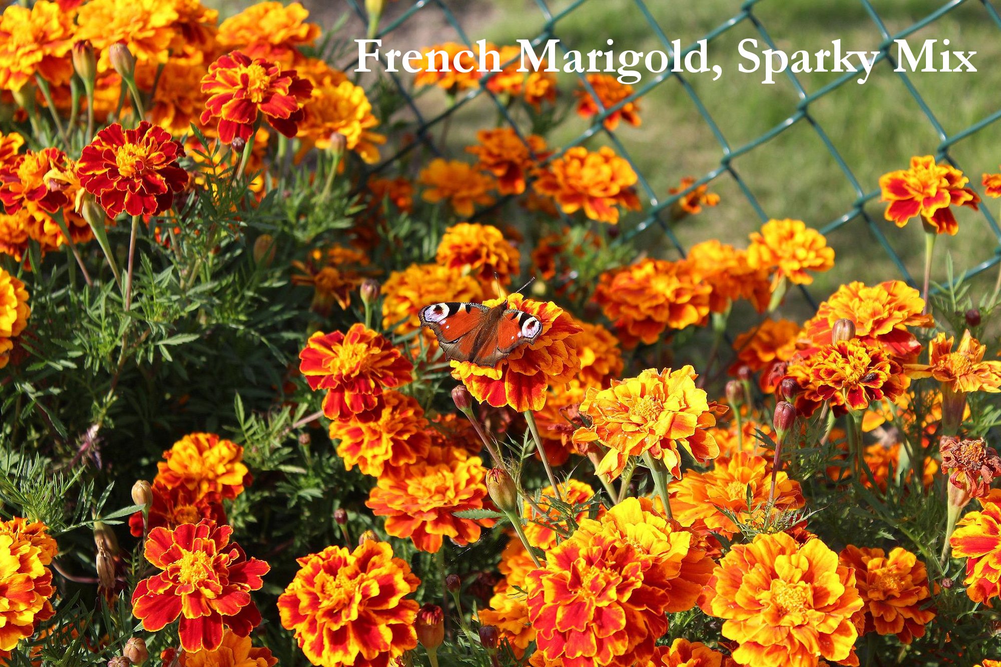 Sparky Mix French Marigold Seeds, Tagetes patula ‘Sparky’ - Image 2