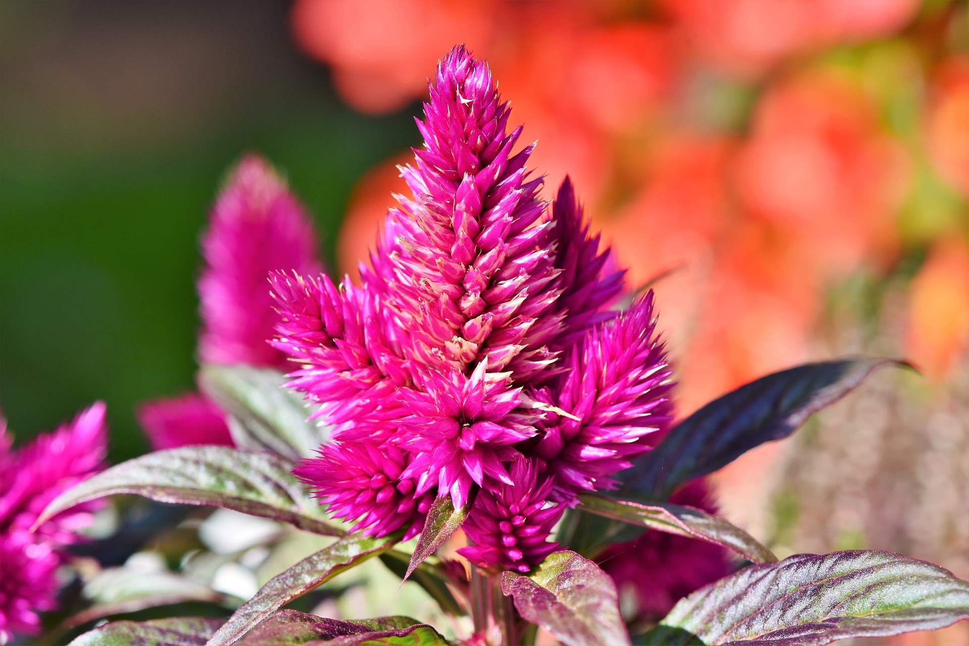 Pampas Plume Celosia, Celosia argentea plumosa - Image 2