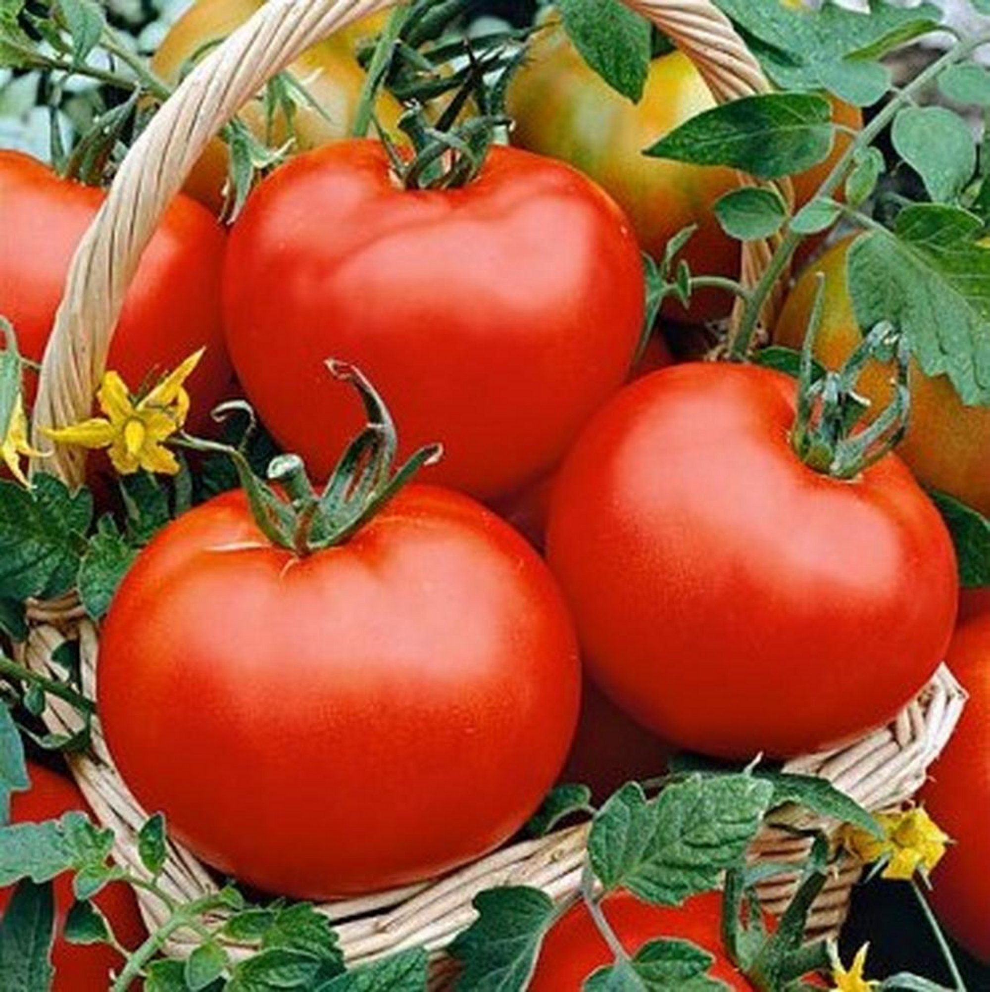 Floradade Tomato Seeds, Lycopersicon lycopersicum 'Floradade