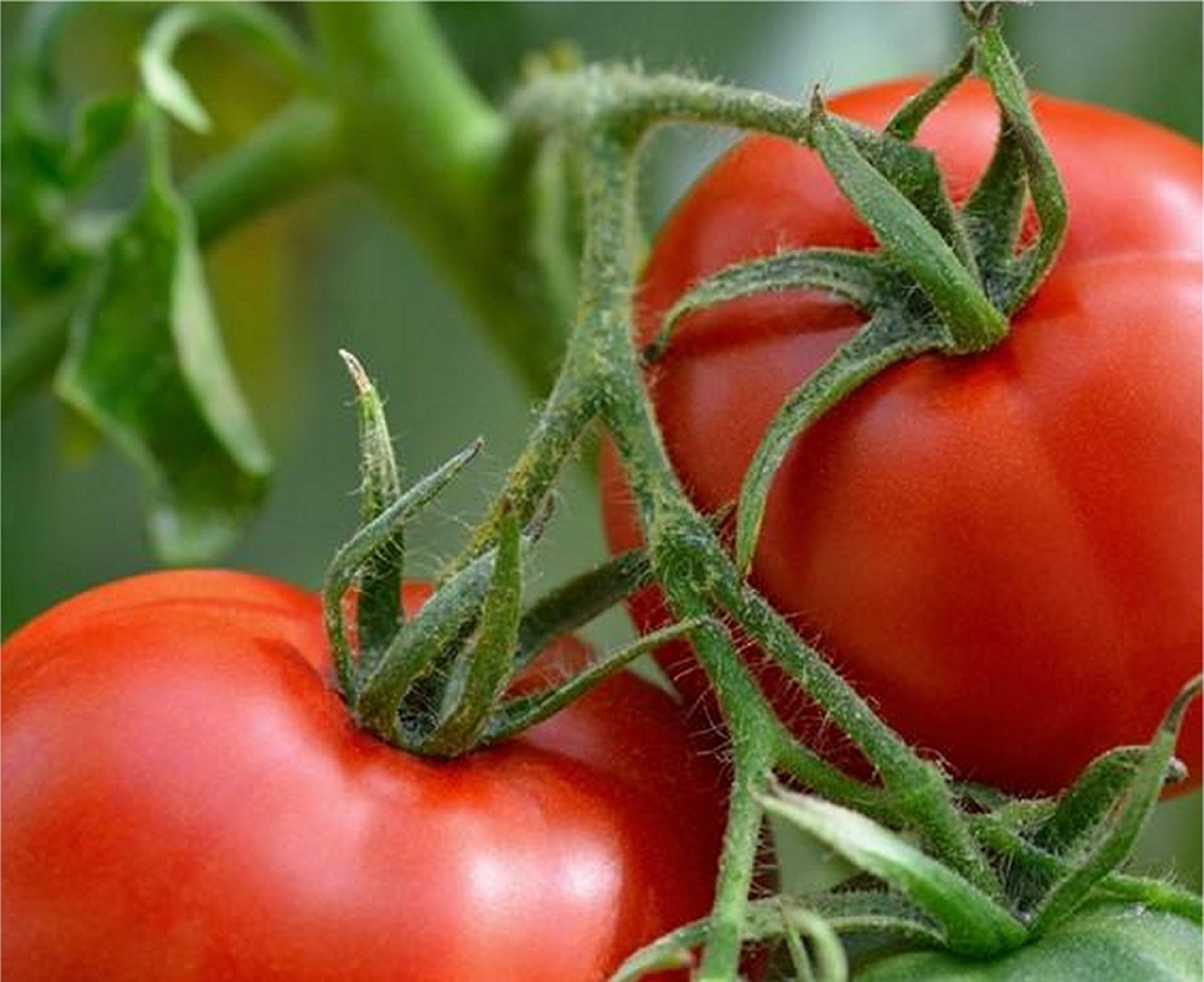 Floradade Tomato Seeds, Lycopersicon lycopersicum 'Floradade - Image 2