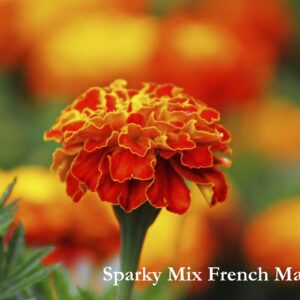Sparky Mix French Marigold Seeds, Tagetes patula ‘Sparky’