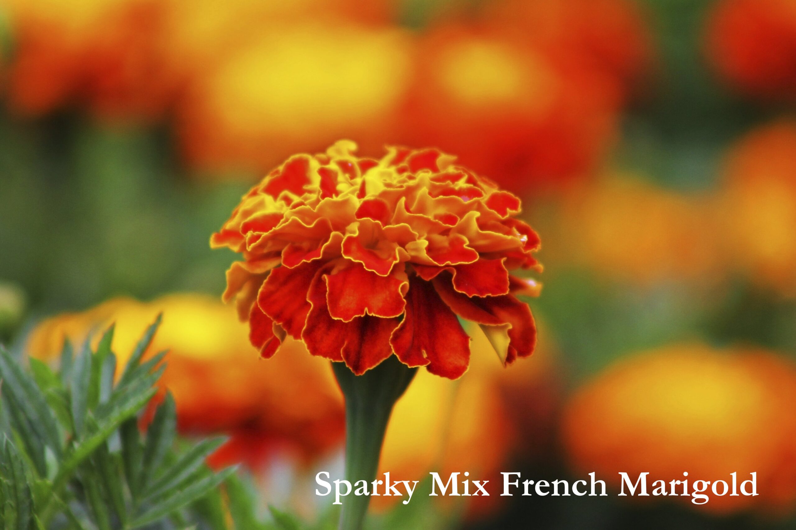 Sparky Mix French Marigold Seeds, Tagetes patula ‘Sparky’