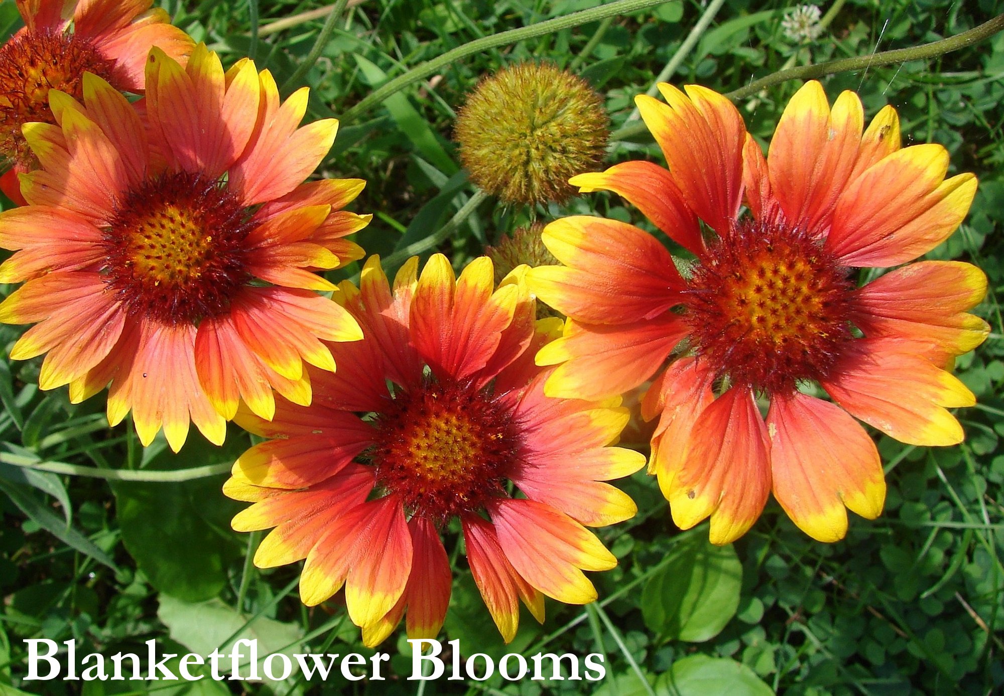 Blanket Flower Seeds, Gaillardia aristate - Image 4