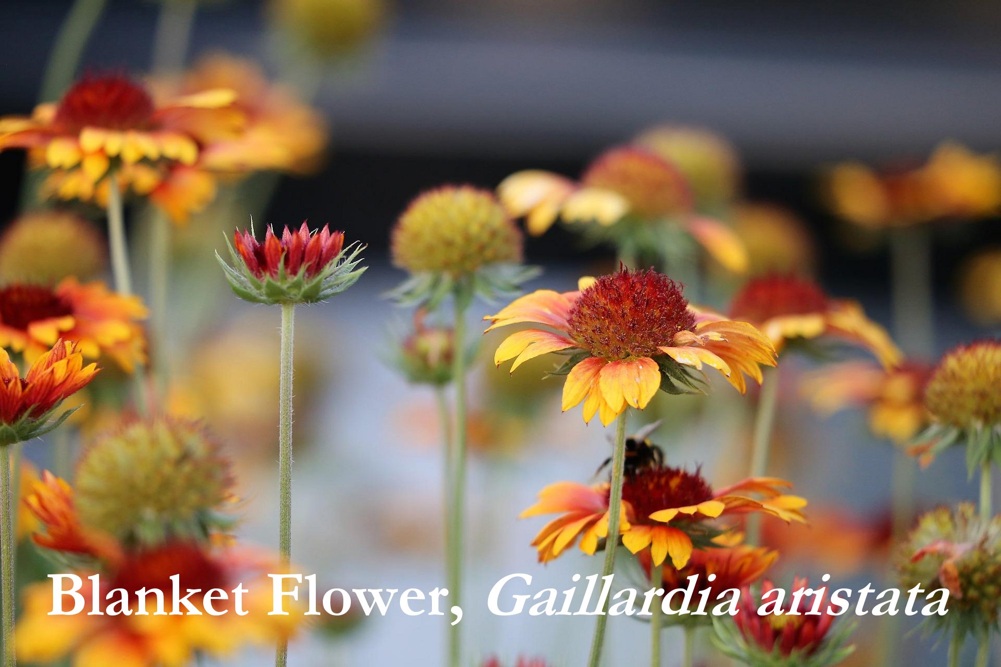 Blanket Flower Seeds, Gaillardia aristate - Image 5