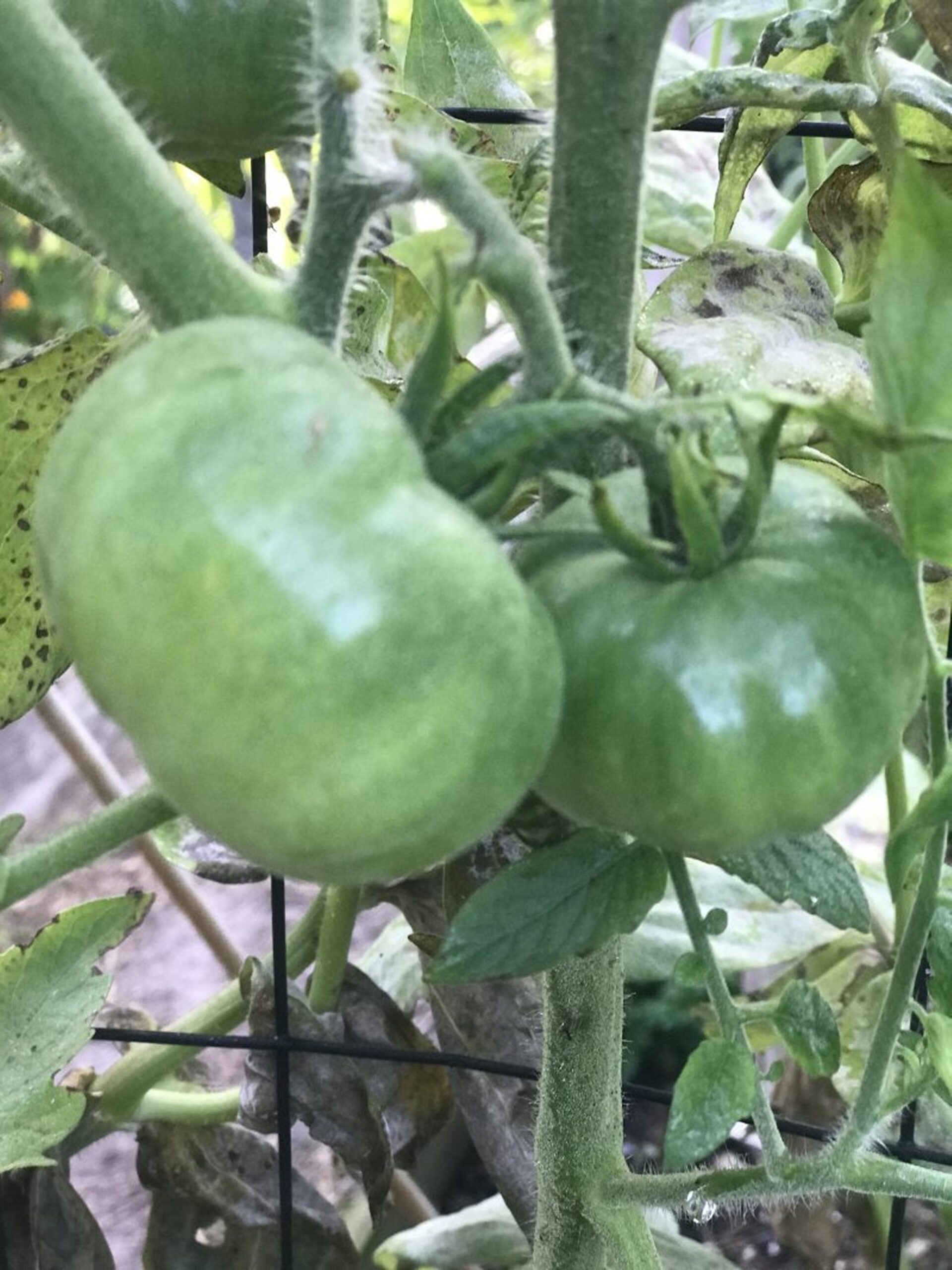 Floradade Tomato Seeds, Lycopersicon lycopersicum 'Floradade - Image 4