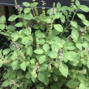 Kapoor Tulsi/Holy Basil, Ocimum africanum