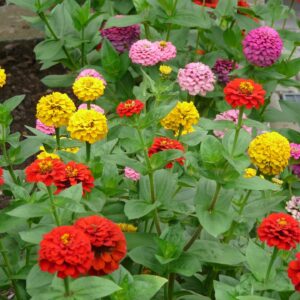 Mixed Zinnia seeds, Zinnia elegans