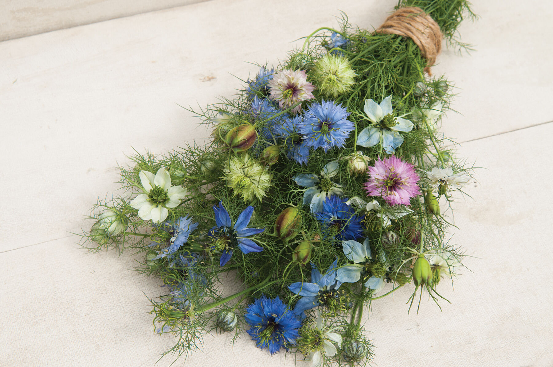 Love-in-a-Mist Seeds, Nigella damascene, - Image 2