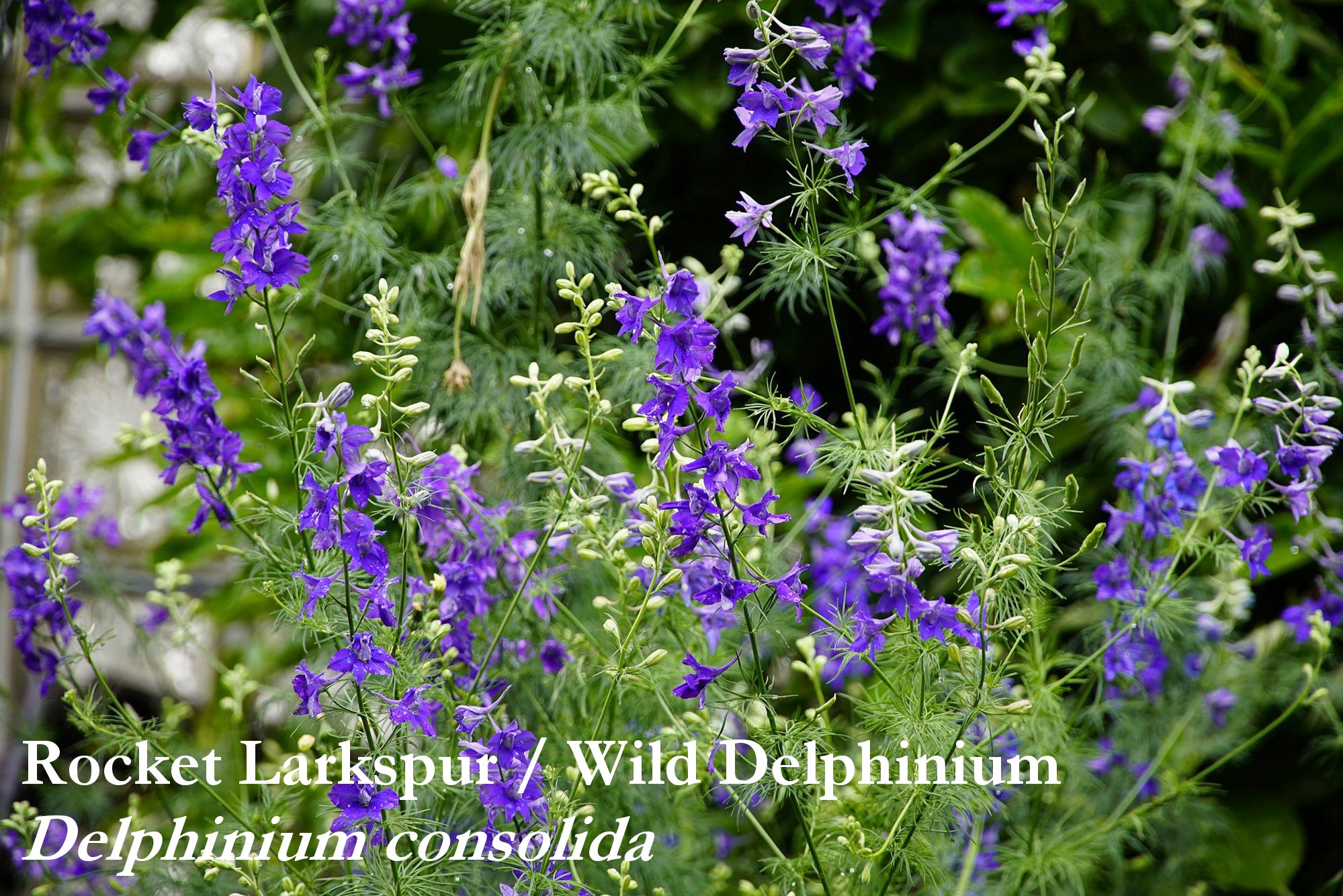 Rocket Larkspur/ Wild Delphinium Seeds, Delphinium consolida - Image 2