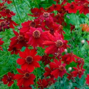 Tall Red Plains Coreopsis Seeds, Coreopsis tinctoria
