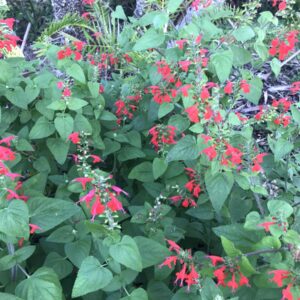 Scarlet Sage Seeds /Tropical Sage/Texas Red Sage, Salvia coccinea