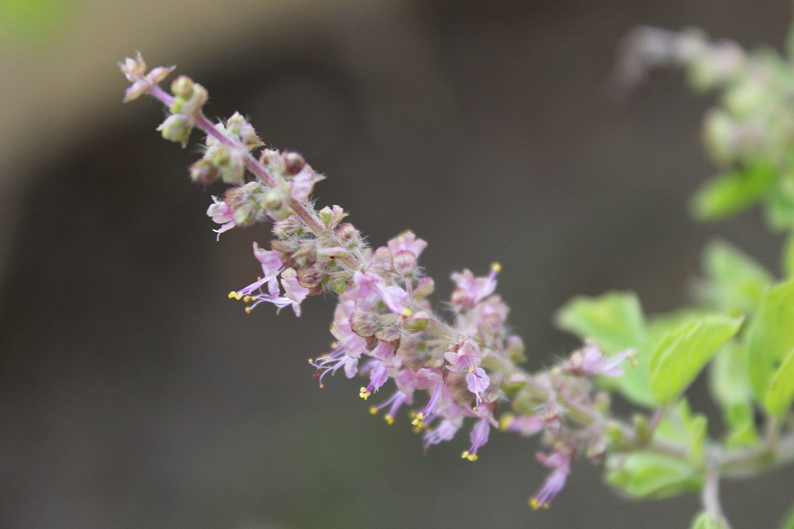 Kapoor Tulsi/Holy Basil, Ocimum africanum - Image 3
