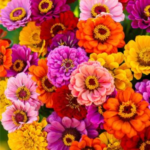 California Giant Zinnia Seeds, Zinnia Elegans