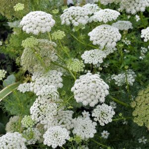 False Queen Anne’s Lace/Bishops Flowers, Ammi majus