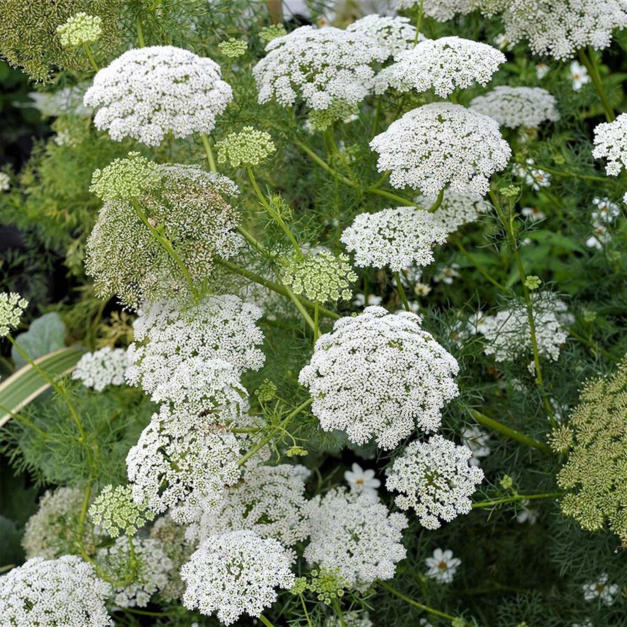 False Queen Anne’s Lace/Bishops Flowers, Ammi majus
