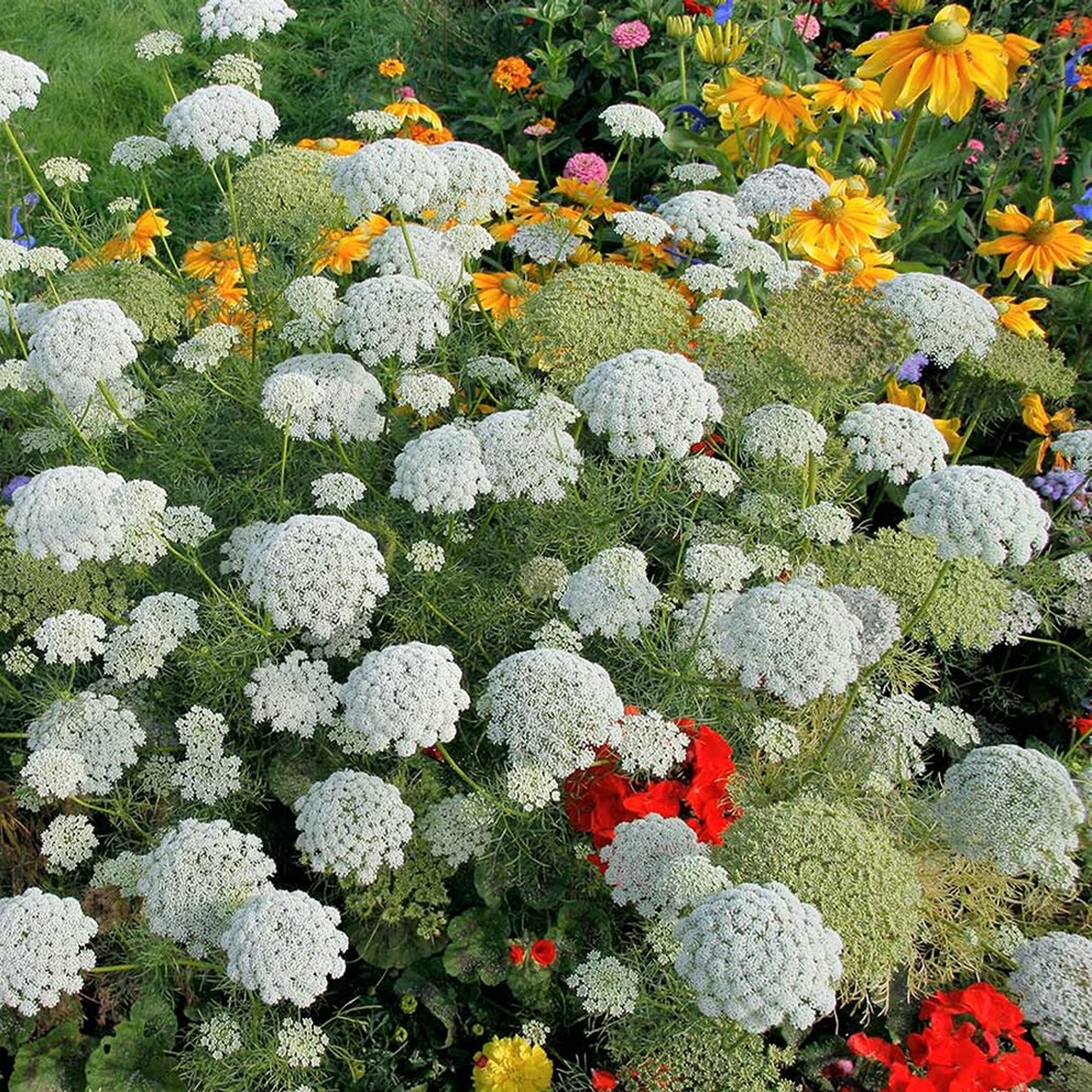 False Queen Anne’s Lace/Bishops Flowers, Ammi majus - Image 3