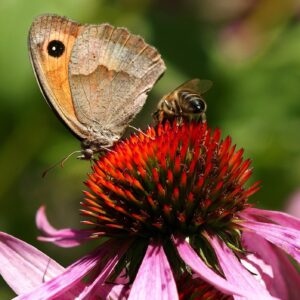 Purple Coneflower Seeds, Echinacea purpurea