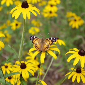 Black-eyed Susan Seeds, Rudbeckia hirta