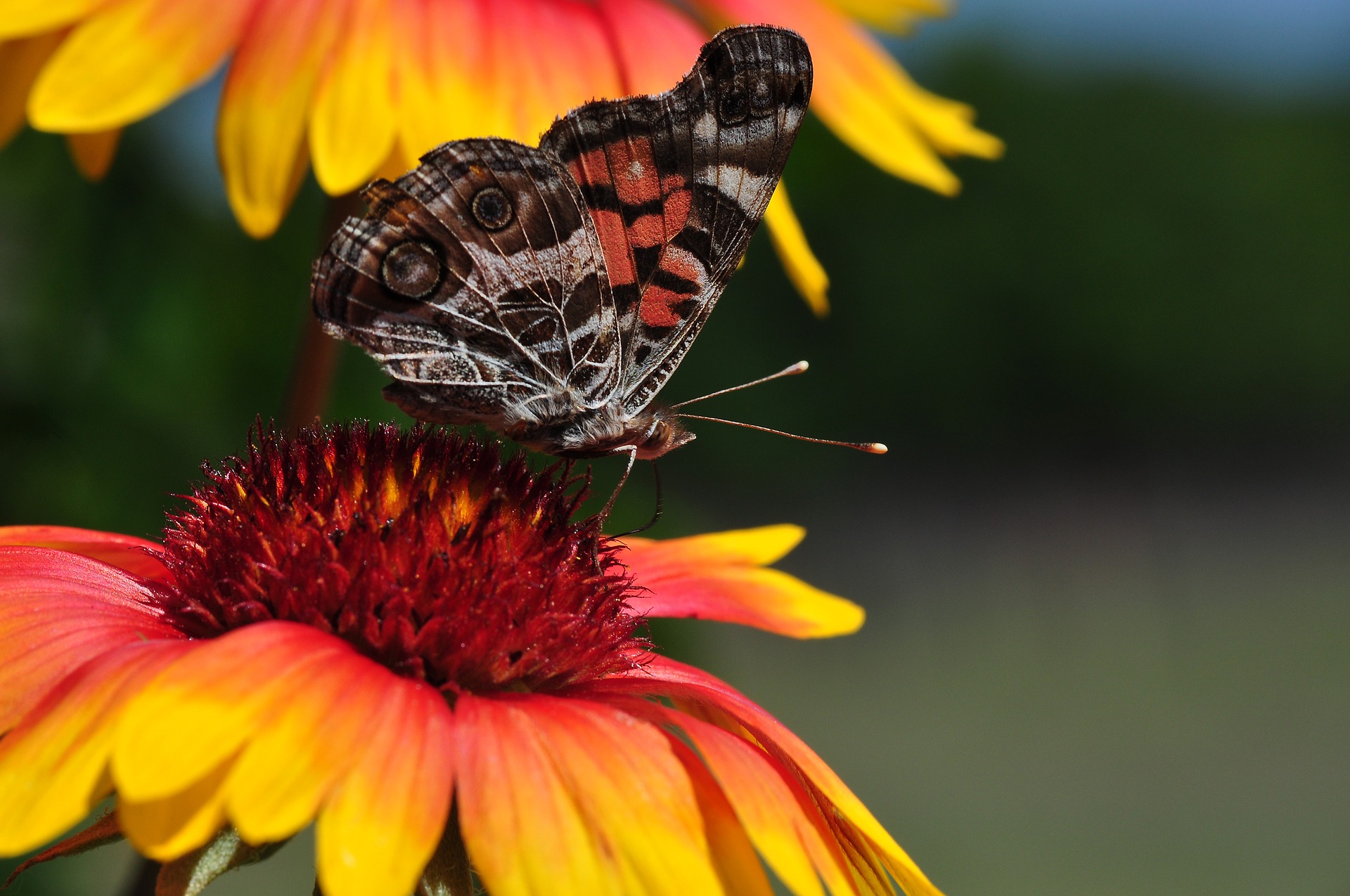 Blanket Flower Seeds, Gaillardia aristate - Image 3