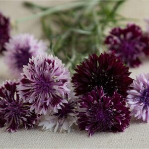 'Classic Magic' Bachelor's Buttons Seeds, Centaurea cyanus