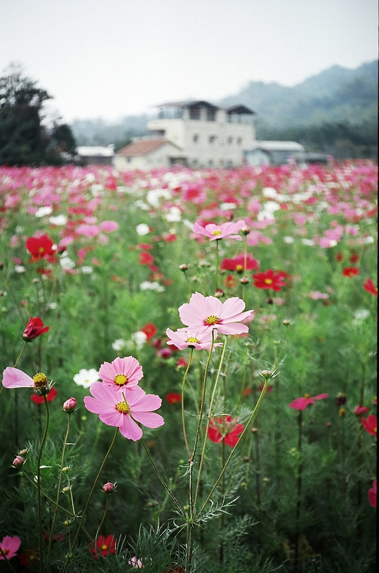 Sensation Mix Cosmos Seeds, Cosmos bipinnatus - Image 4