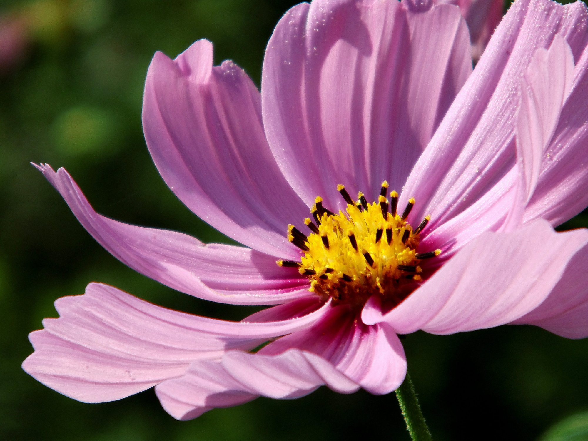 Sensation Mix Cosmos Seeds, Cosmos bipinnatus - Image 5
